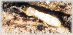 TERMITE